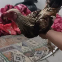 معاوضه خروس با مرغ|حیوانات مزرعه|اهواز, کیانشهر|دیوار