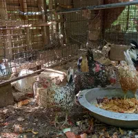 تخم مرغ نطفه دار گلین