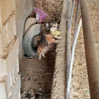 سگ پامرانین|سگ|داراب, |دیوار