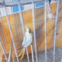 عروس هلندی|پرنده|رضوانشهر, |دیوار