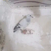 کفترسبزکلاغ جنگ