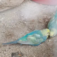 مرغ عشق ریبنو فوق مولد  عکس آخر