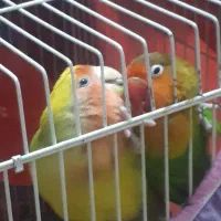 طوطی کوتوله سخنگو رام و دستی|پرنده|زابل, |دیوار