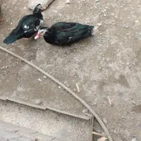 اردک اسرائیلی گوشتی|حیوانات مزرعه|نقده, |دیوار