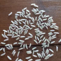 برنج طارم هاشمی