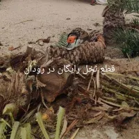 قطع را یگان نخل مزاحم و مرکبات در  رودان|خدمات باغبانی و درختکاری|میناب, |دیوار