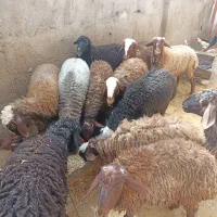 بره چاق|حیوانات مزرعه|فیروزآباد (لرستان), |دیوار