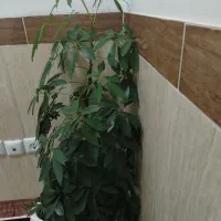 گل تبیعی|گل و گیاه طبیعی|بانه, |دیوار