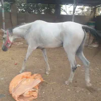 اسب مادیون عرب ملیحی