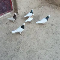 کبوتر طوقی|پرنده|عطاملک, |دیوار