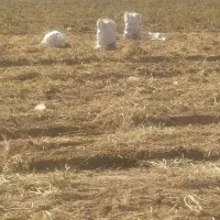 سیب زمینی درجه یک است و قیمتش مقطوع است|خوردنی و آشامیدنی|فرمهین, |دیوار