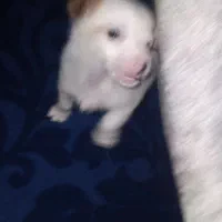 تدی|سگ|تایباد, |دیوار