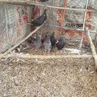 پرشی درجه یک ضمانتی