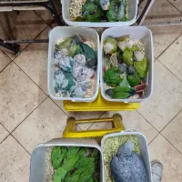 انواع نژادهای گرینچک سرلاکی تا مولد برد شاپ شاپرک|پرنده|اصفهان, حسینآباد|دیوار