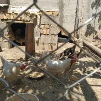 مرغ و خروس محلی|حیوانات مزرعه|مهربان, |دیوار