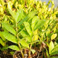 گل زیر قیمت