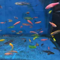 ماهی آکواریوم دلسا|ماهی|خمین, |دیوار