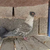 کفتر الماسی طوق سفید نر|پرنده|مشهد مرغاب, |دیوار