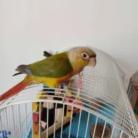جوجه گرینچیک