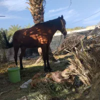 اسب|اسب و تجهیزات اسب‌سواری|سیرجان, |دیوار