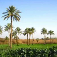 فروش یک قطعه زمین زراعی باغی در شهر قصرشیرین