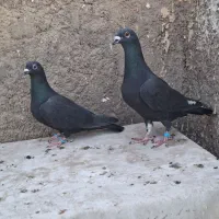 کفتر،کبوتر، پلاکی، مسافتی