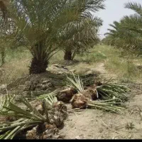 کیش|گل و گیاه طبیعی|کیش, |دیوار