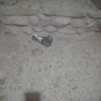 کبوتر|پرنده|قوچان, |دیوار