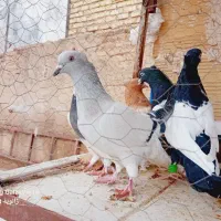 ۵عدعد کبوتر