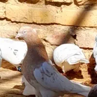 تعدادی کفتر ماده