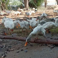 نر و ماده