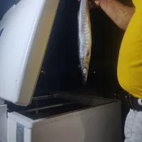 فروش ماهی چنگو بندر