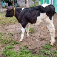 ۲ راس گاو (گوساله نر هلشتاین آمریکایی اصیل)|حیوانات مزرعه|آستانه اشرفیه, |دیوار