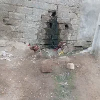 مادمرغ وخروس دومیلیون|حیوانات مزرعه|میناب, |دیوار