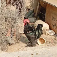 خروس مرندی اصیل