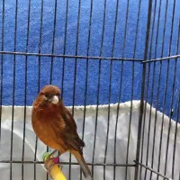 قناری ماده سرخ سوخته|پرنده|تهران, شکوفه|دیوار