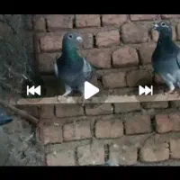 سبز  نروماده