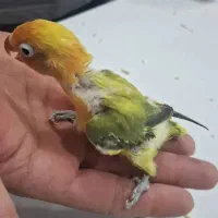 جوجه کوتوله برزیلی پاستیلی