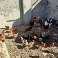 جوجه مرغ و خروس|حیوانات مزرعه|بومهن, |دیوار