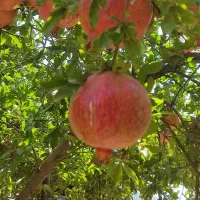 فروش انار درجه یک|خوردنی و آشامیدنی|کوهنانی, |دیوار