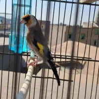 سهره تازه تخت