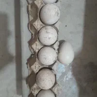 تخم بوقلمون