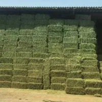 یونجه چین دوم