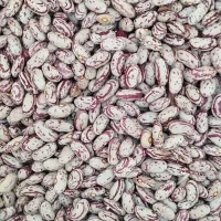 لوبیا چیتی تازه و یکدست برداشت یک هفته پیش (ا مهر)|خوردنی و آشامیدنی|همدان, |دیوار