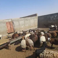 بره بزغاله میش|حیوانات مزرعه|آران و بیدگل, |دیوار