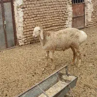بره قوچی فرشی