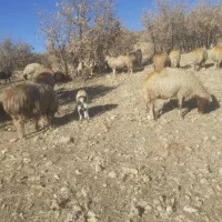 گوسفندداشت|حیوانات مزرعه|گهواره, |دیوار