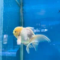 تنها فروشگاه گارانتی دار با ارسال رای*گان در شیراز