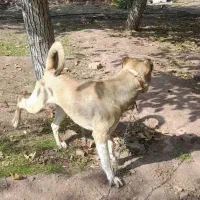 سگ سرابی|سگ|تسوج, |دیوار