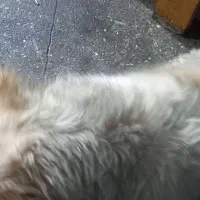 سگ پیدا شده